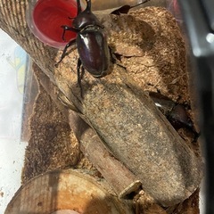 ノコギリクワガタ、カブトムシの画像