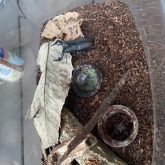 ノコギリクワガタ、カブトムシ