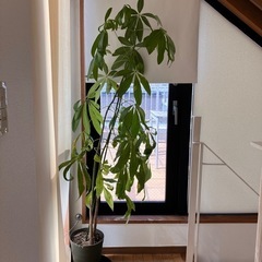 観葉植物　パキラ