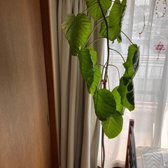 観葉植物　ウンベラータ