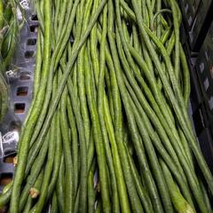 広島県東広島産の『三尺ササゲ🫛』約500g(約60本前後) ※出...