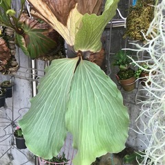 観葉植物   ビカクシダ エレファントティス の画像