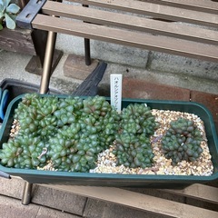 多肉植物　ハオルシアオブツーサ