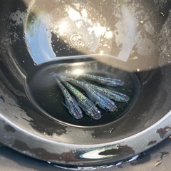 【お取引中】サファイアメダカ　5匹　#7の画像