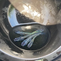 【お取引中】サファイアメダカ　5匹　#7の画像