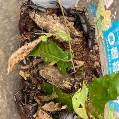 クワガタ　カブトムシ　混合104匹！の画像