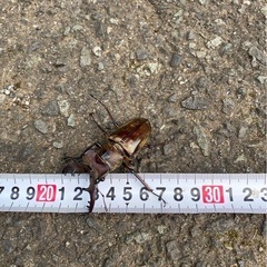 クワガタ　カブトムシ　混合104匹！