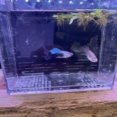お一人様限定❗️稚魚✨シンガーブルーネオンタキシード
