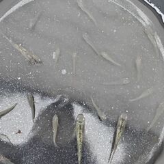 メダカうなとろふぁ～む血統。琥珀サファイア稚魚10匹