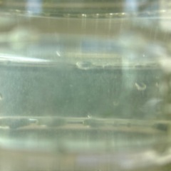 ゾウリムシ　500ml  500円　えさ　めだか　金魚　熱帯魚　うるま市　ゆめめだか　無人販売の画像