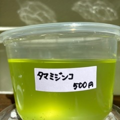 タマミジンコ　500円　めだか　エサ　うるま市　ゆめめだか　無人販売