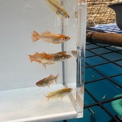 メダカ　♪赫(アキラ)10匹♪の画像