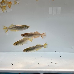 メダカ　♪赫(アキラ)10匹♪の画像