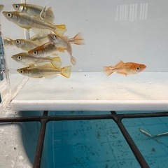 メダカ　♪赫(アキラ)10匹♪の画像