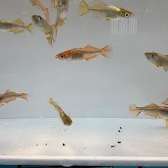 メダカ　♪赫(アキラ)10匹♪の画像
