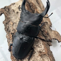 【お取引中につき受付終了】国産オオクワガタペア（能勢）の画像