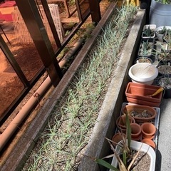 ¥2000から　ユッカ　ロストラータ　　　の画像
