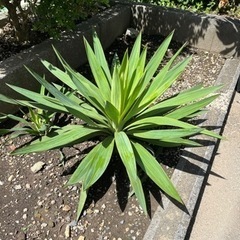 ¥2000から　ユッカ　ロストラータ　　　の画像