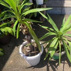 ユッカ　一つ500円　青年の木　その他植物