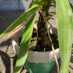 ユッカ　一つ500円　青年の木　その他植物の画像