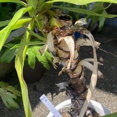 ユッカ　一つ500円　青年の木　その他植物の画像