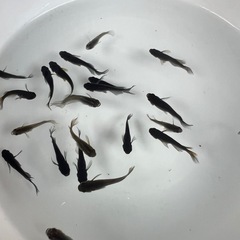 メダカ　♪信玄♯10匹