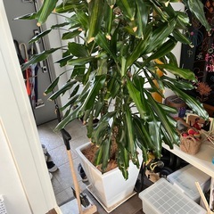 ドラセナ　観葉植物　大型