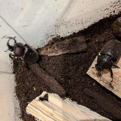 ４、カブトムシ　オスとメス　ペアセットの画像