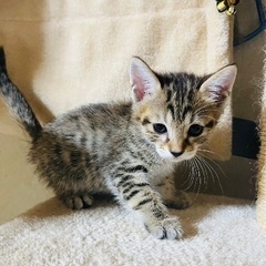 6月１２日生まれの5兄妹と１才未満の母猫