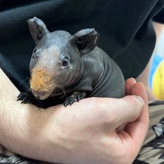スキニーギニアピッグ