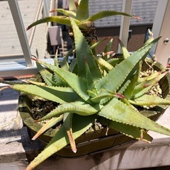 アロエ