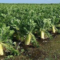 野菜の出荷準備のお手伝い