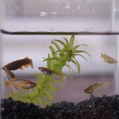 （受渡決定）メダカ　メタルコブラアースアイ　3ペアの画像