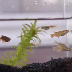 （受渡決定）メダカ　メタルコブラアースアイ　3ペアの画像