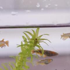 （受渡決定）メダカ　メタルコブラアースアイ　3ペアの画像