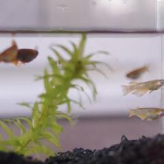 （受渡決定）メダカ　メタルコブラアースアイ　3ペアの画像