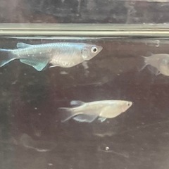B：メダカ（サンセット極龍）無選別5匹の画像