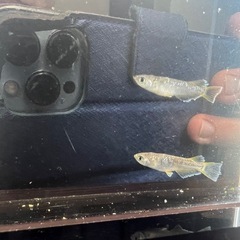 フロマージュ　メダカ　
1ペアの画像