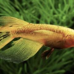 （受渡決定）メダカ　メタルコブラアースアイ　3ペアの画像