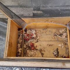 27日28日限定小学生以下に差し上げます　ミヤマクワガタ、カブトムシ