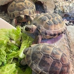 リクガメを飼ってる人と繋がりたいです。