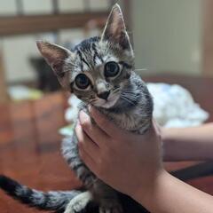 生後2カ月オス猫ちゃん