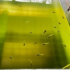 🌟お譲り先決定❗️✨お一人様限定❗️エメキンメダカ9匹➕稚魚10匹以上付きの画像