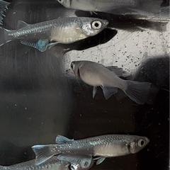 🌟お譲り先決定❗️✨お一人様限定❗️エメキンメダカ9匹➕稚魚10匹以上付きの画像