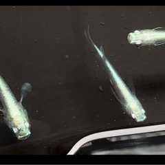 🌟お譲り先決定❗️✨お一人様限定❗️エメキンメダカ9匹➕稚魚10匹以上付きの画像
