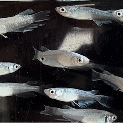 🌟お譲り先決定❗️✨お一人様限定❗️エメキンメダカ9匹➕稚魚10...