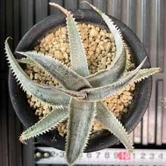ディッキア　ワサビ②　格安　　の画像