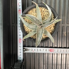 ディッキア　ワサビ②　格安　　