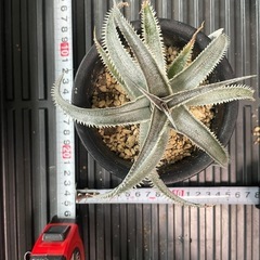 ディッキア　ワサビ⑤　格安　　