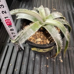 ディッキア　ワサビ⑦　格安　　の画像